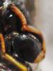 Brachymeria sp.